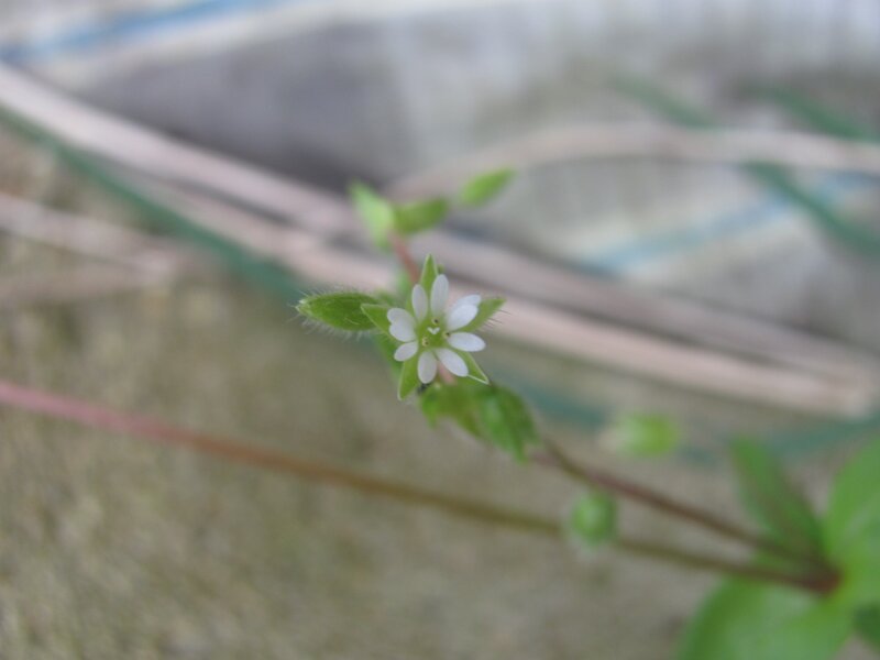 Small white flower on a stem