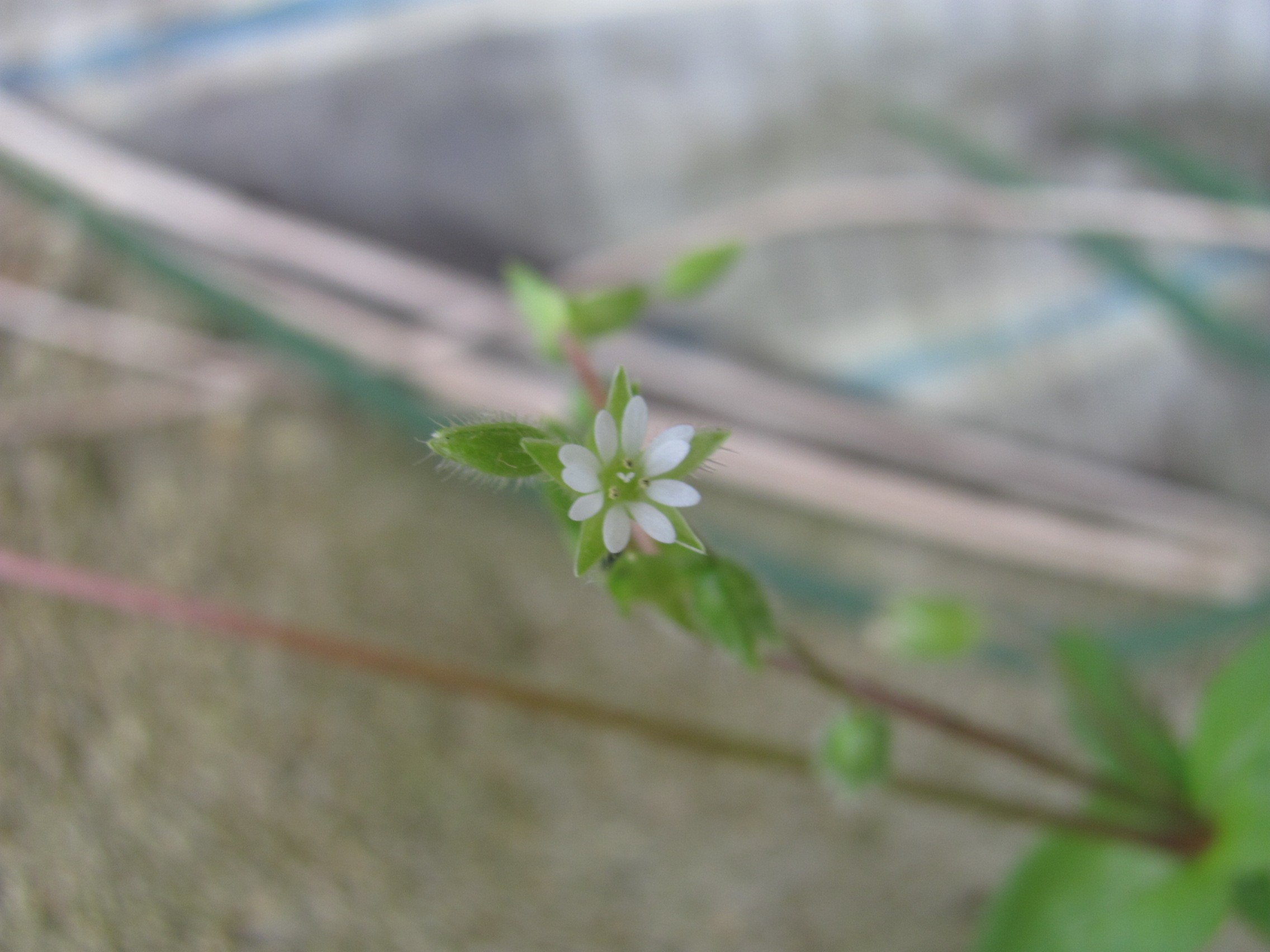 Small white flower on a stem