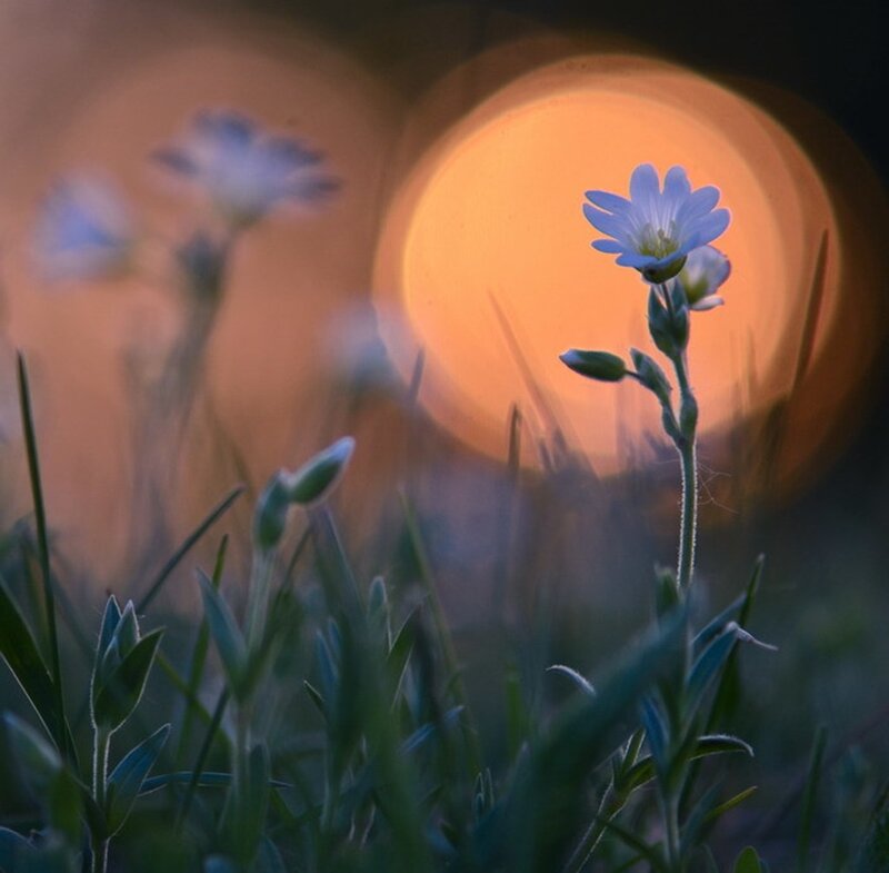 Small White Flower — Orange
