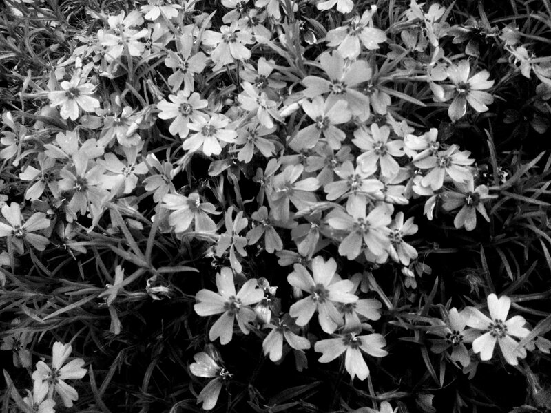 Small White Flowers — Black