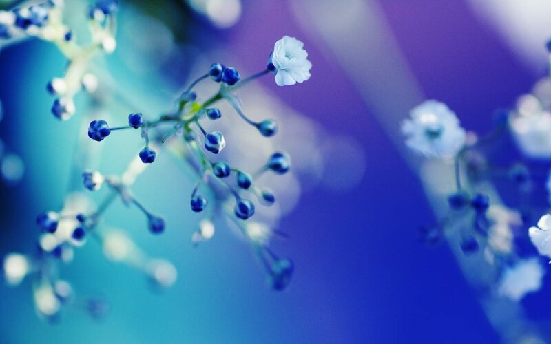 Small White Flowers — Blue, Serene, Photograph, Buds