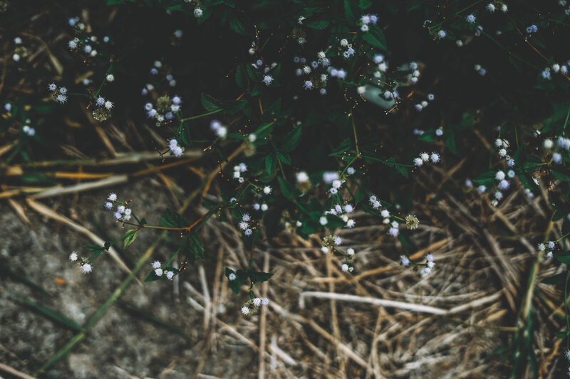 Small White Flowers — Green, Natural
