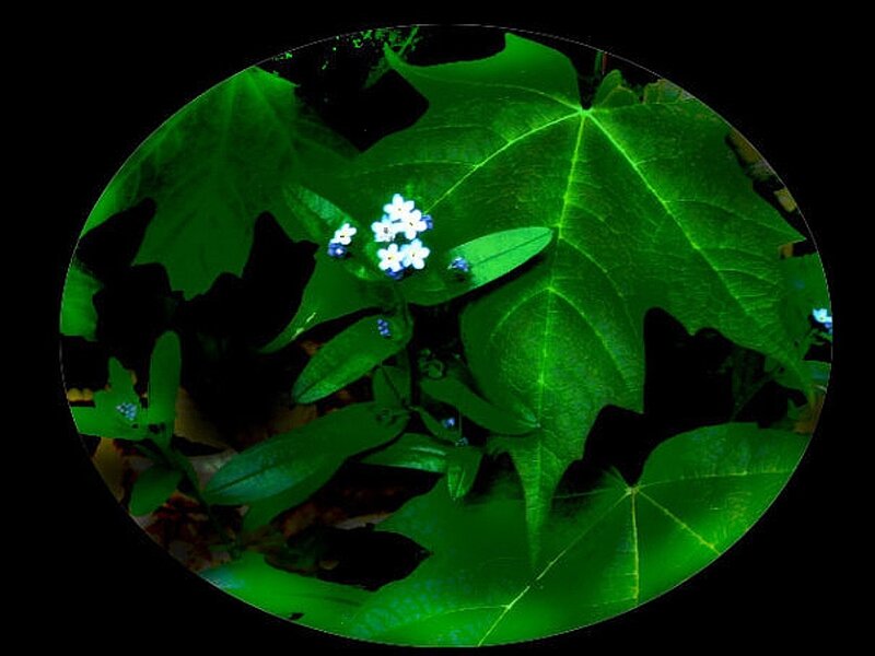 Small White Flowers — Green