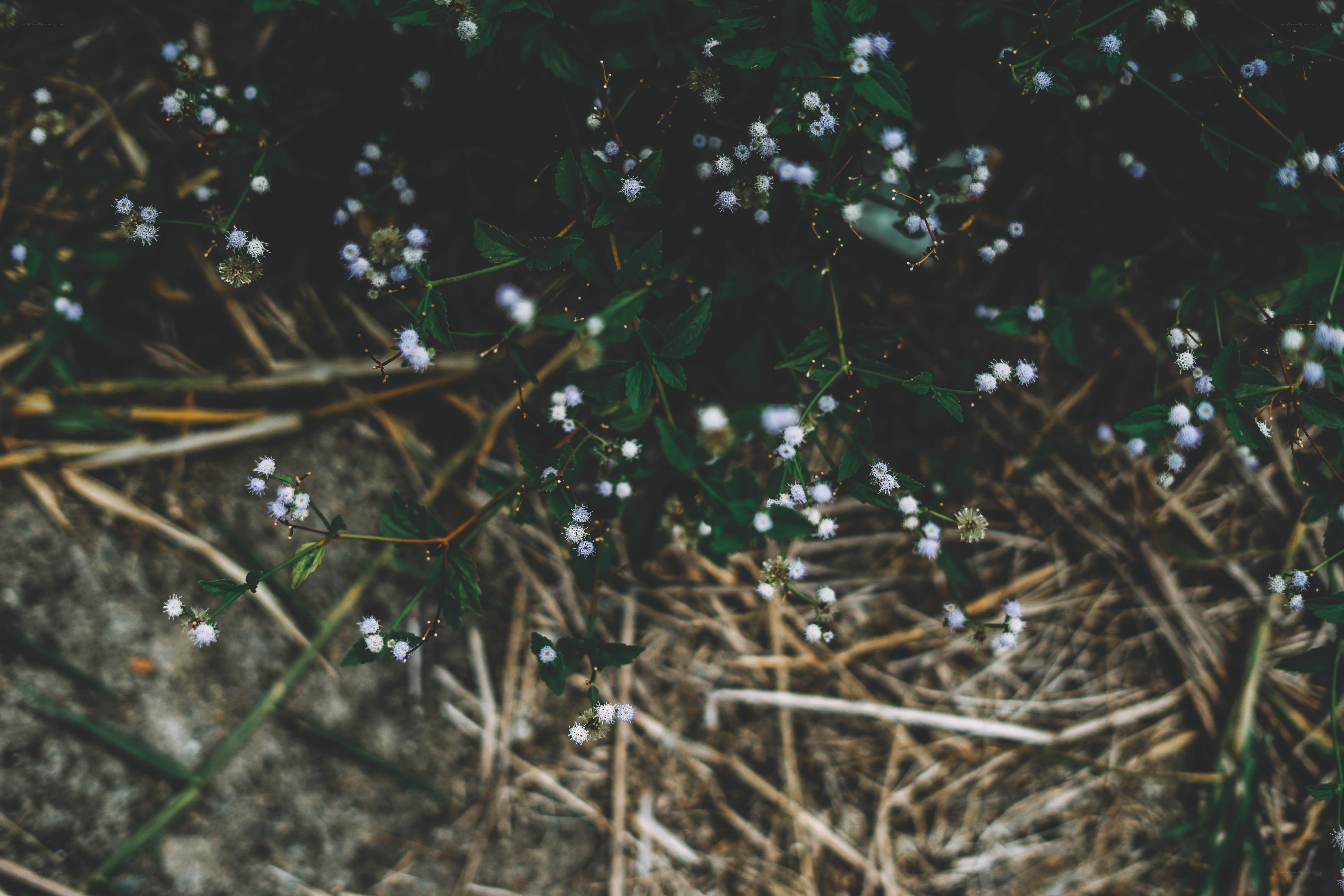 Small white flowers in grass