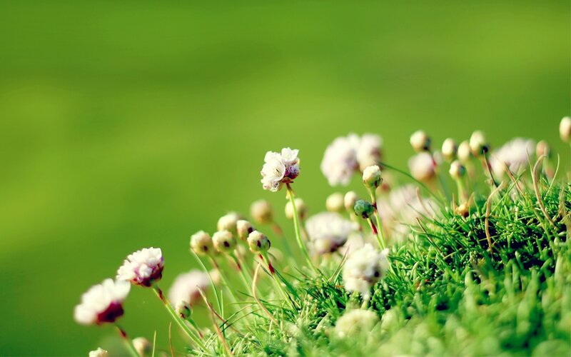 Small white flowers in grass