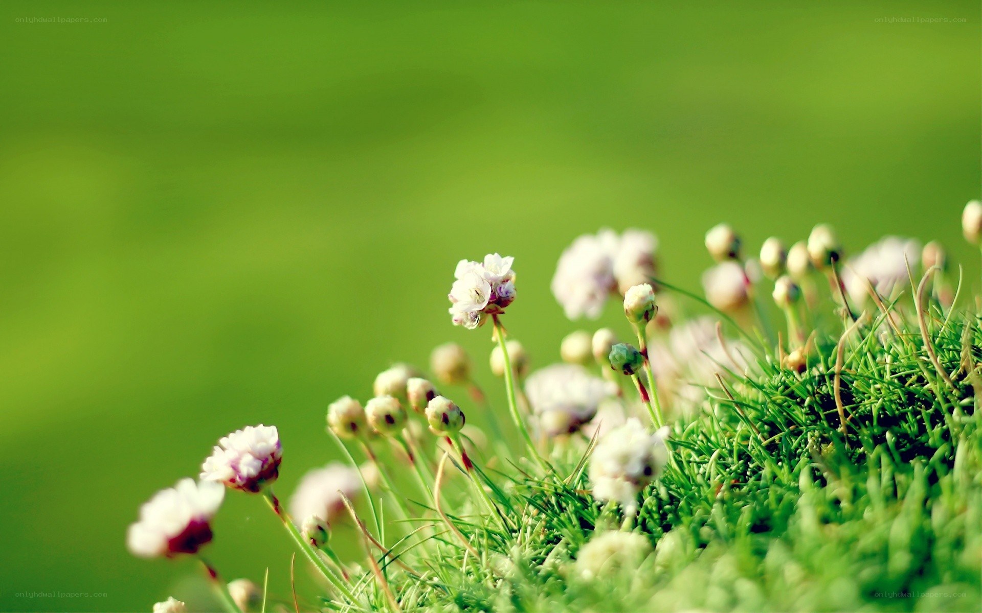 Small white flowers in grass