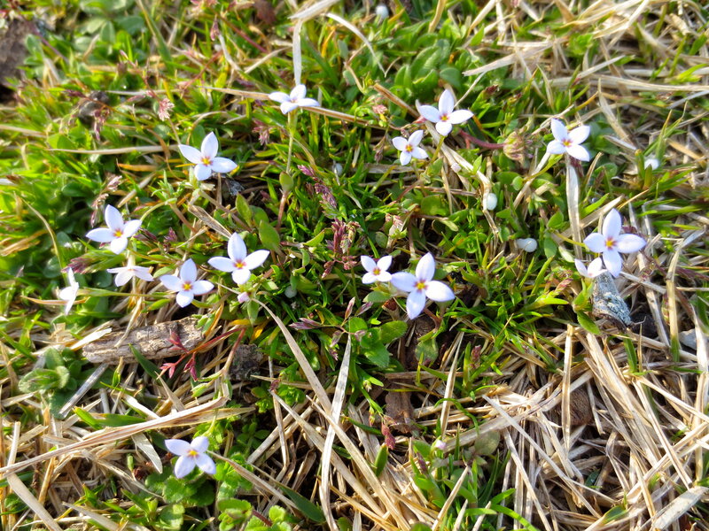 Small White Flowers in Grass — Calm