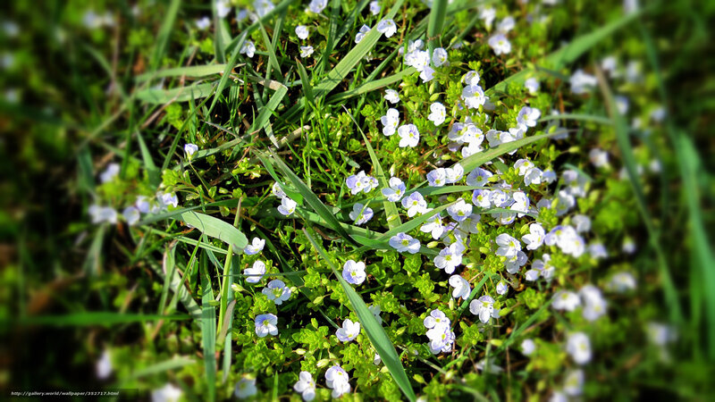 Small White Flowers in Grass — Green, Serene