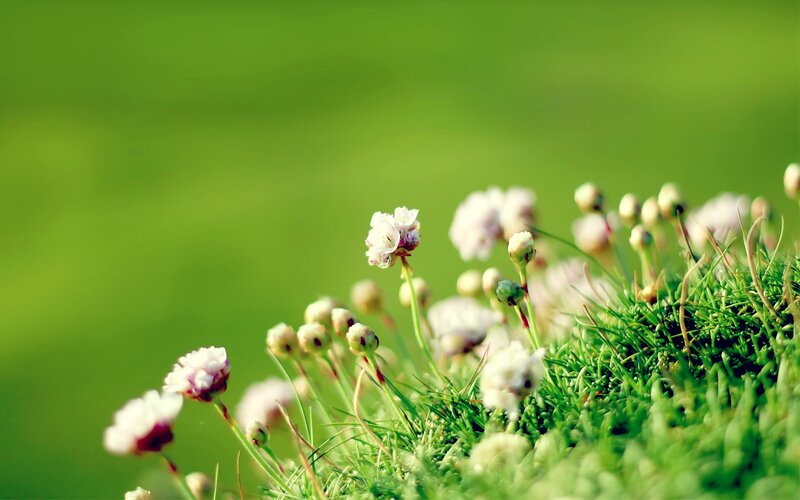 Small White Flowers in Grass — Green