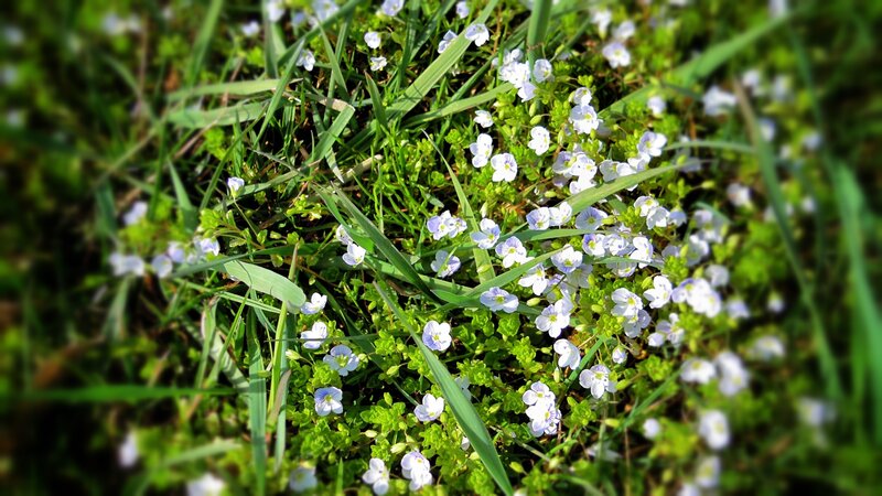 Small white flowers in grass