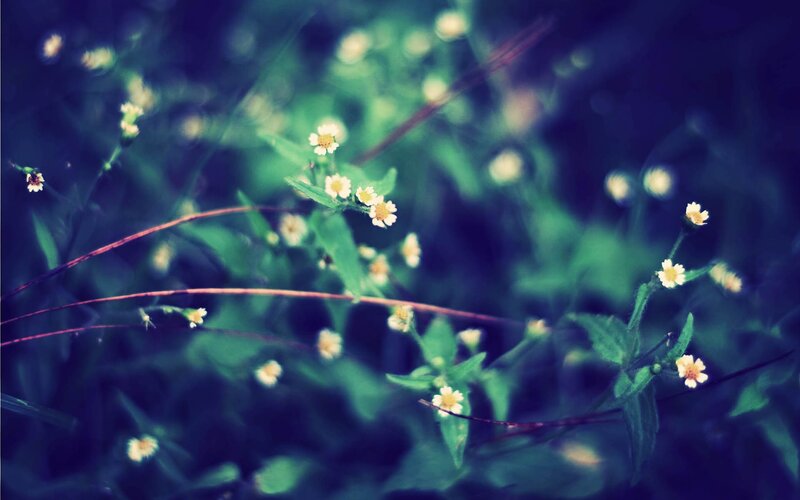 small white flowers in green grass