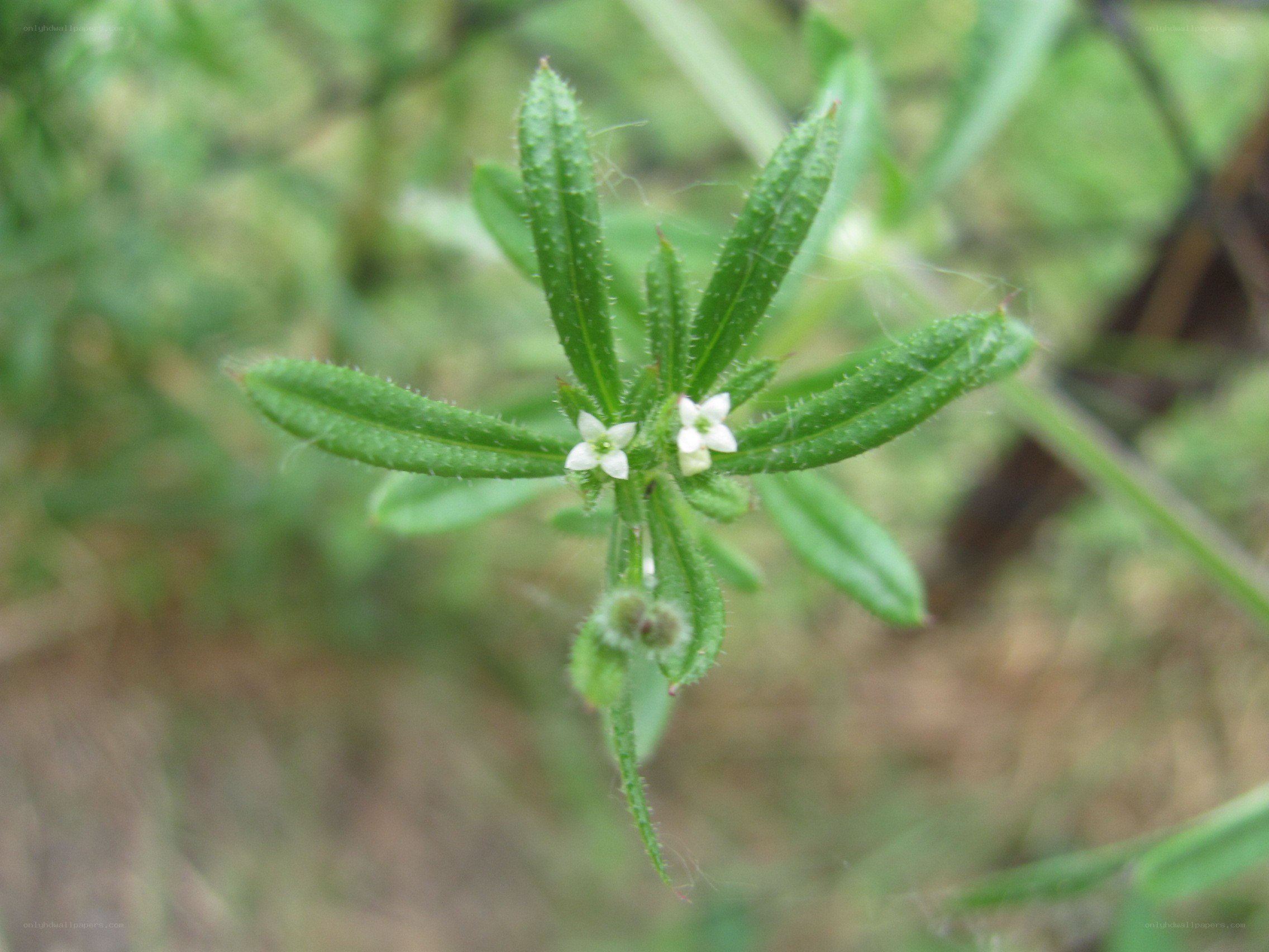 small white flowers on green plant