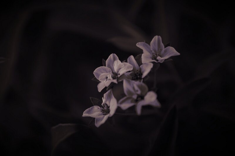 Small White Flowers — Purple, Dark