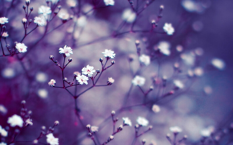 Small White Flowers — Purple
