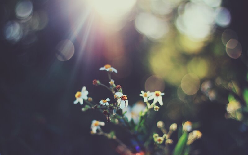 Small White Flowers — Serene, Afternoon