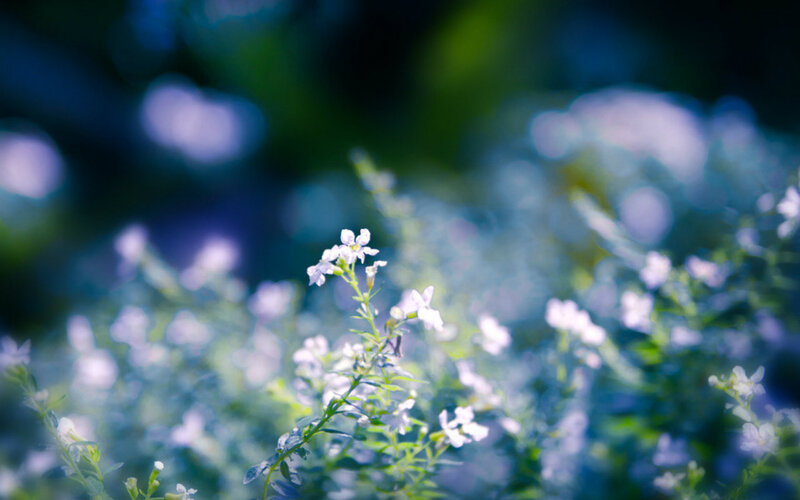 Small White Flowers — Serene, Morning