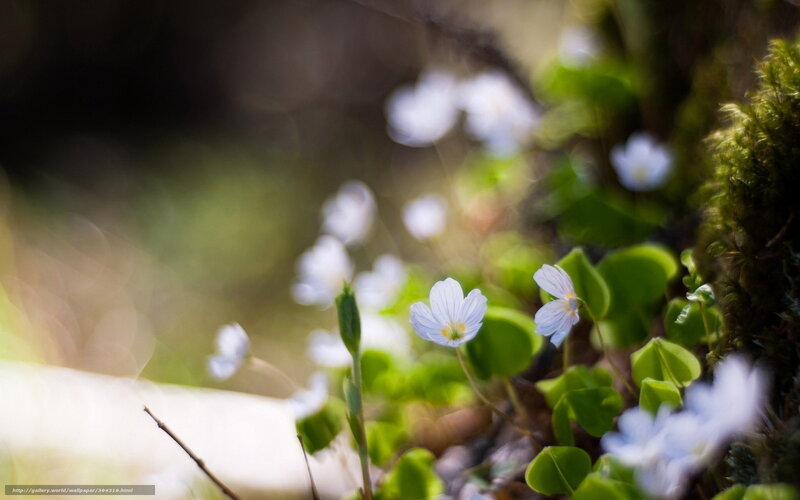 Small White Flowers — Serene, Spring, Photograph