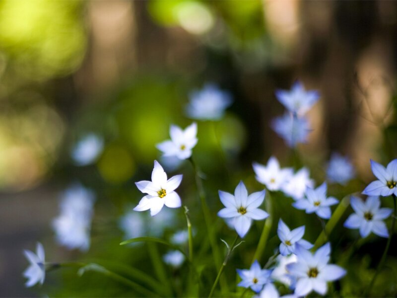 Small White Flowers — Serene, Spring