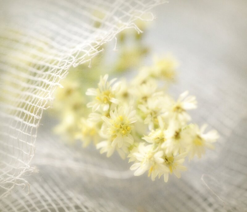 Small White Flowers — Serene