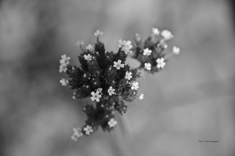 Small White Flowers