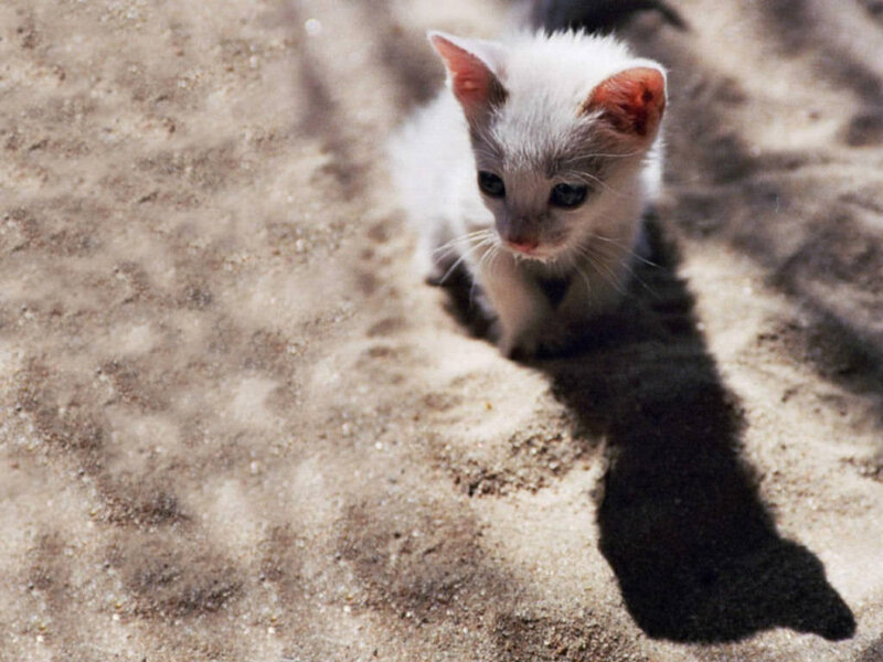 small white kitten on sand