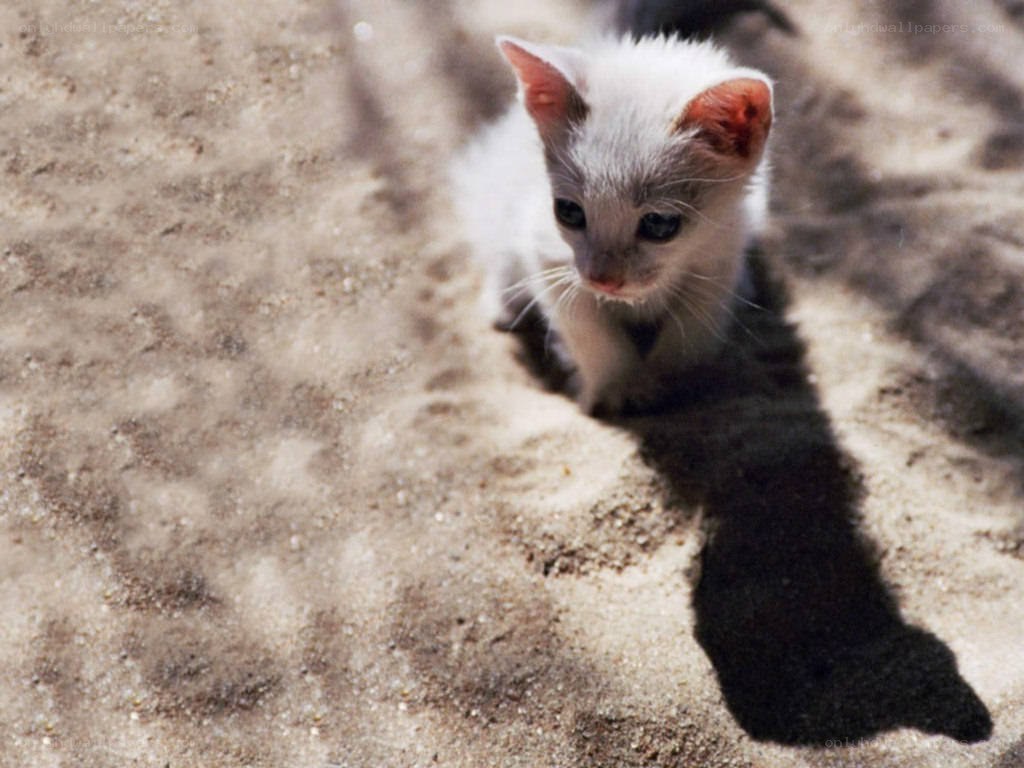 small white kitten on sand
