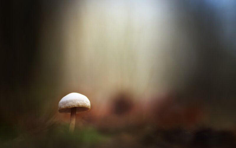 Small White Mushroom — Serene
