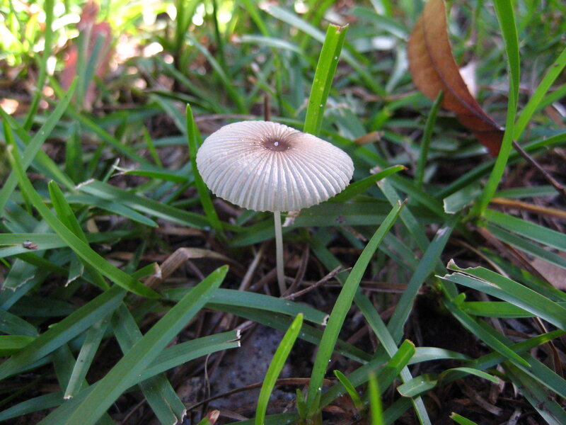 Small White Mushroom
