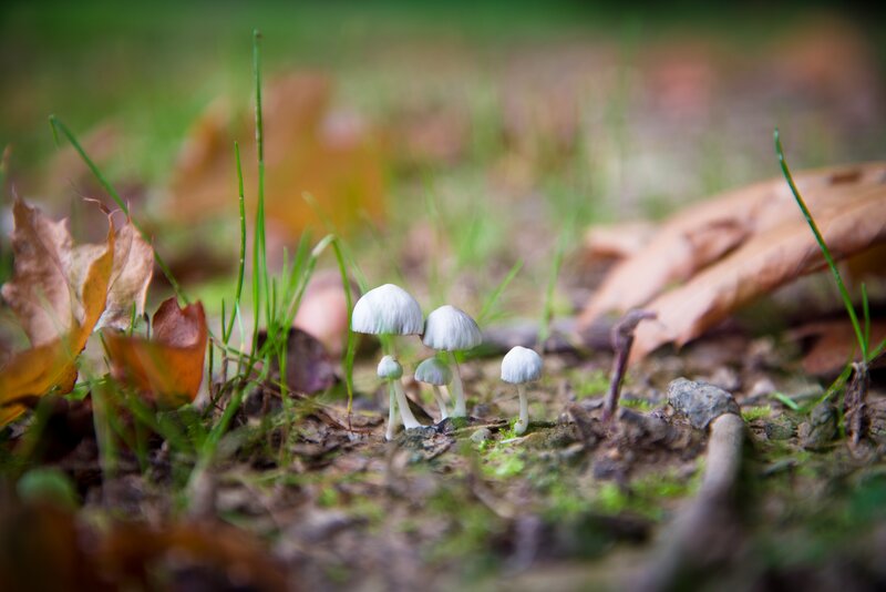Small White Mushrooms