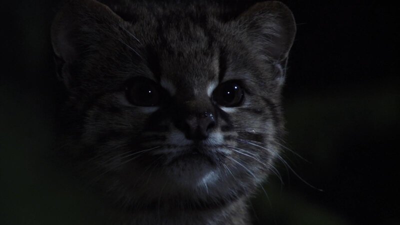 Small Wild Cat — Black