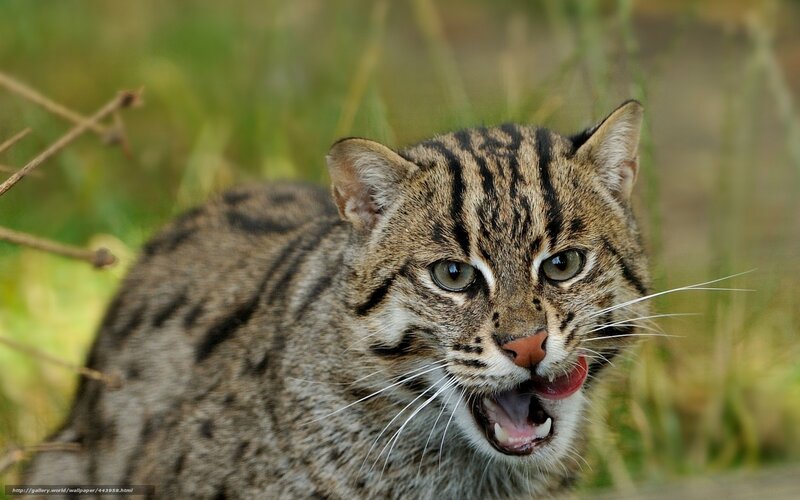 Small Wild Cat — Brown, Alert, Photograph, Grass
