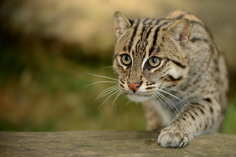 Small Wild Cat — Brown, Alert, Photograph
