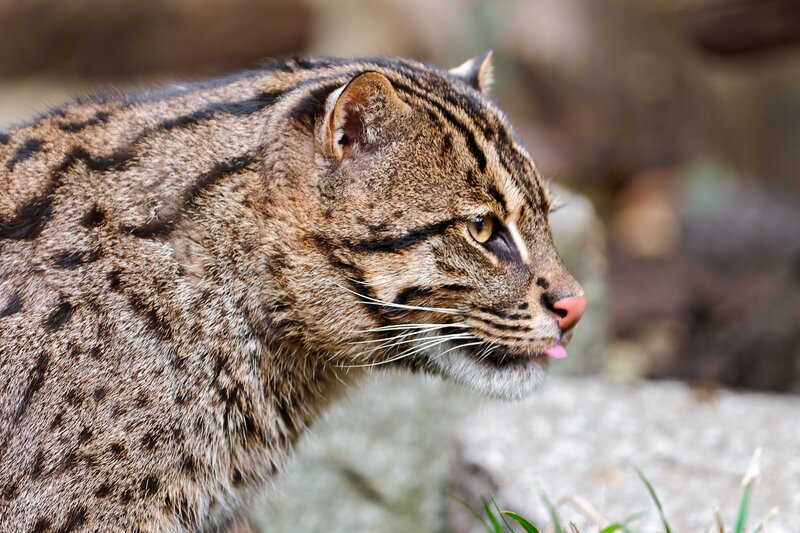 Small Wild Cat — Brown, Alert