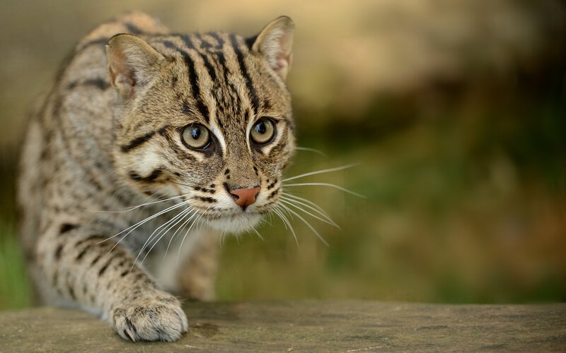Small Wild Cat — Brown
