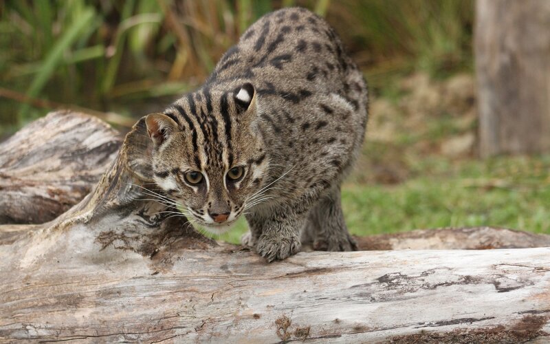 Small Wild Cat on Log