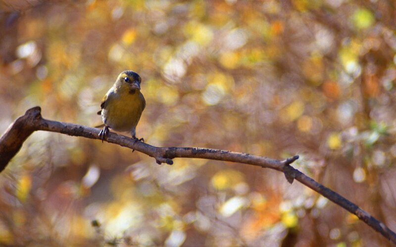 Small Yellow Bird — Calm, Autumn