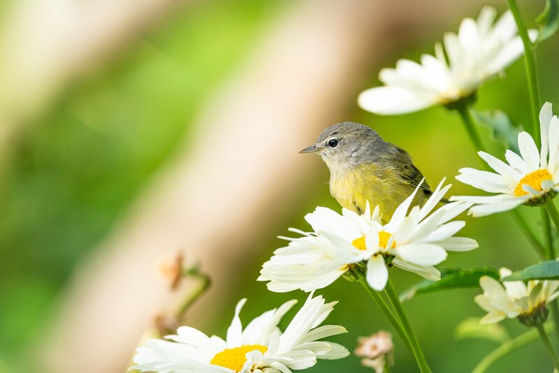Small Yellow Bird on Daisies