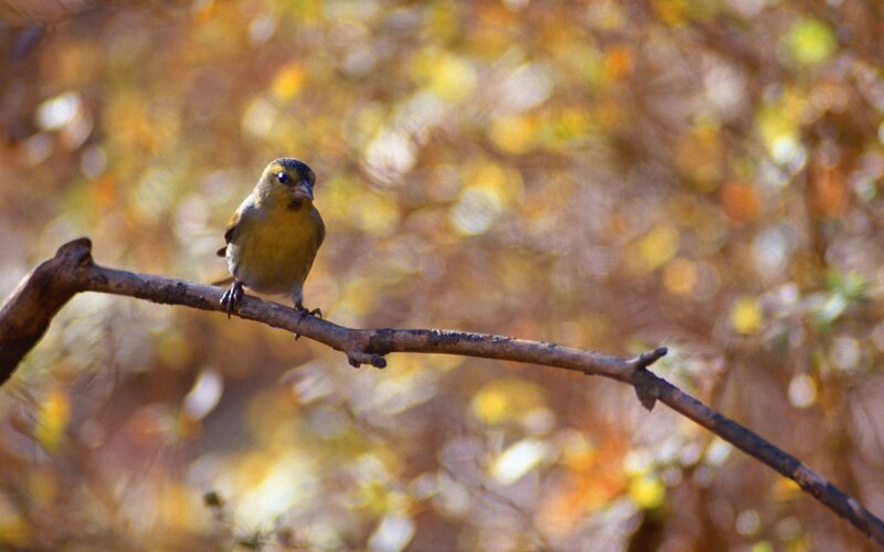 Small Yellow Bird — Serene
