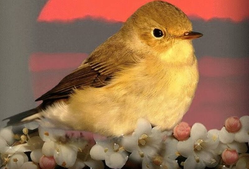 Small Yellow Bird
