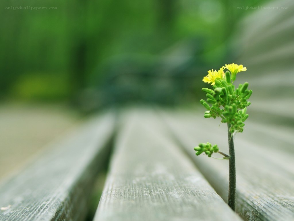 Small yellow flower growing between wood
