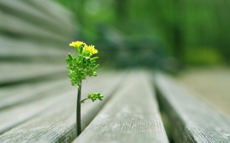 Small yellow flower on wood