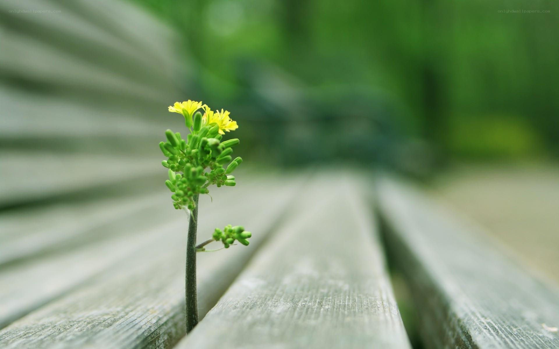 Small yellow flower on wood
