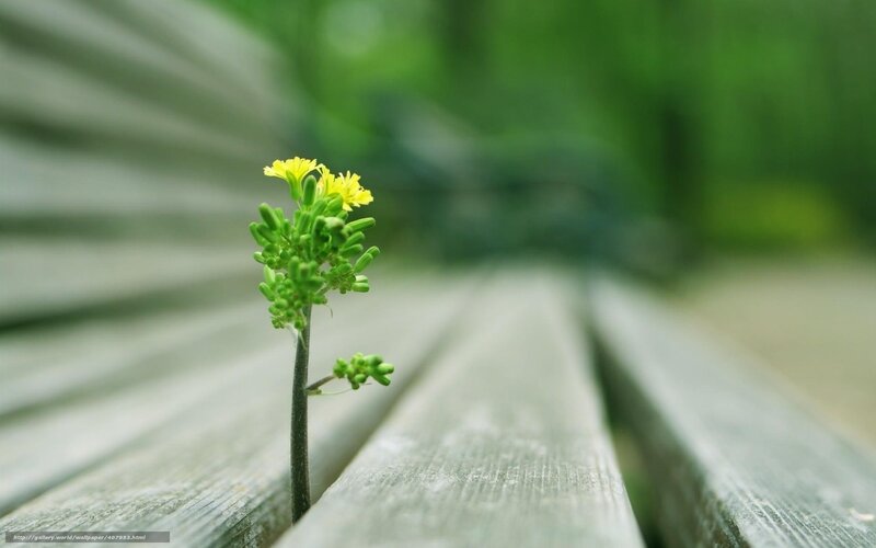 Small yellow flower on wood