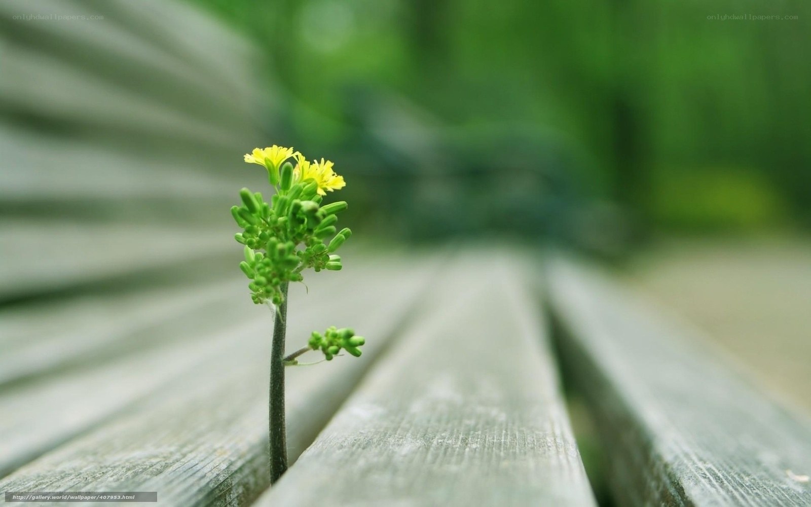 Small yellow flower on wood