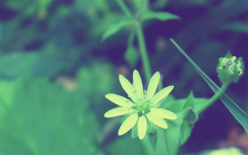 Small Yellow Flower — Serene, Photograph