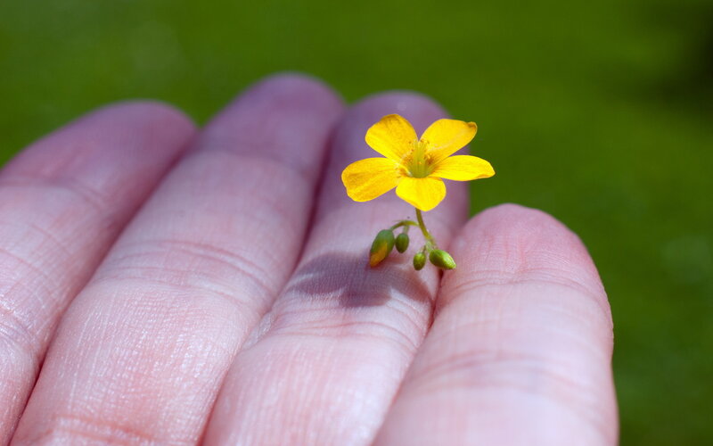 Small Yellow Flower — Serene
