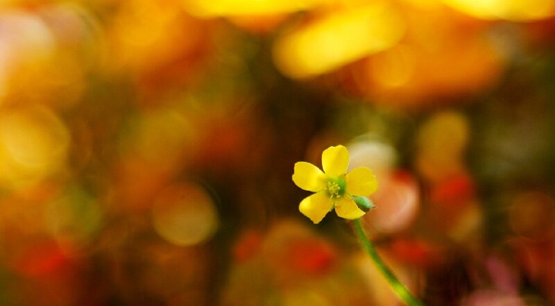 Small Yellow Flower
