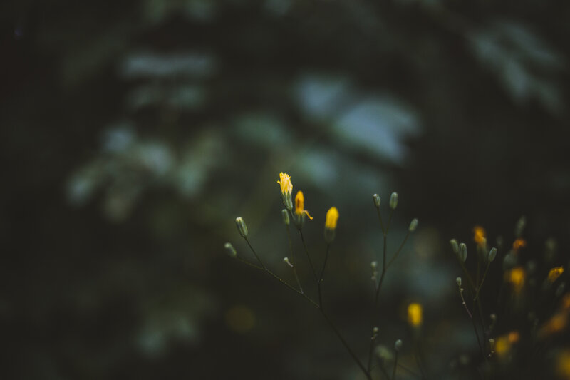 Small Yellow Flowers — Serene, Photograph
