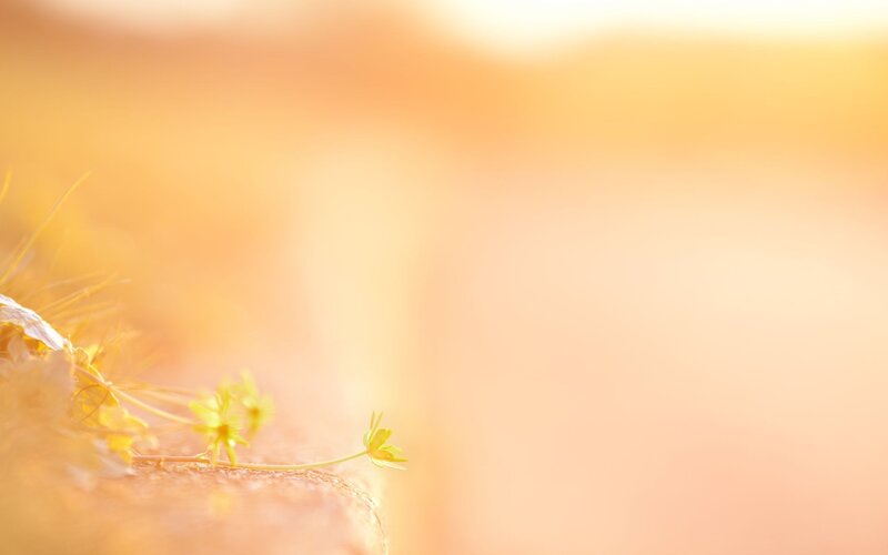 Small Yellow Flowers — Serene, Sunset, Photograph