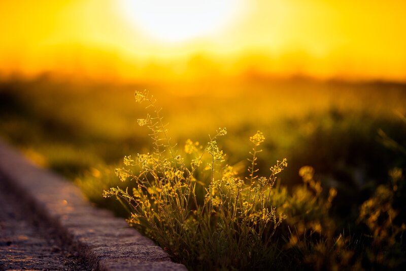 Small Yellow Flowers — Serene